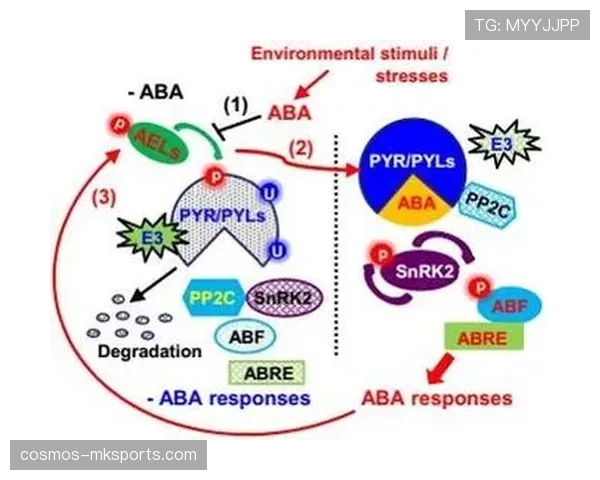 维尔茨身体隐患对出勤稳定性的影响分析